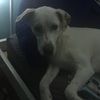 juliana_dog